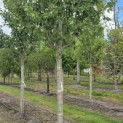 Acer rubrum 'Red Sunset' - Foto 3