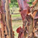 Acer griseum - 3