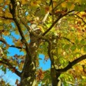 fagus sylvatica
