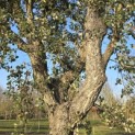 Quercus Suber - 3
