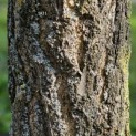 Ginkgo biloba - 3