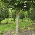 Carpinus betulus Fastigiata - 1