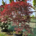 Acer palmatum 'Garnet' - 1