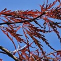 Acer palmatum 'Garnet' - Foto 1