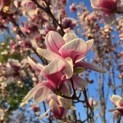 Magnolia 'Soulangeana' - Foto 1