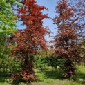 Fagus sylvatica Atropunicea - 2