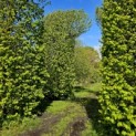 Carpinus betulus - 4