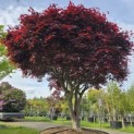 Acer palmatum 'Bloodgood' - 3