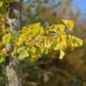 Ginkgo biloba - Foto 3