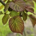 Davidia involucrata - 6