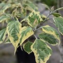 Clerodendrum trichotomum 'Variegatum' - 1