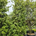 Quercus ilex - 1