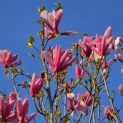 Magnolia 'Galaxy' - 2