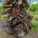 Fagus sylvatica 'Atropunicea' - Afbeelding 5