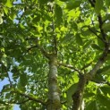 Juglans regia 'Coenen'' - 1