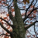 Fagus sylvatica - 2