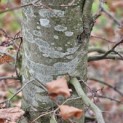 Fagus sylvatica - 1