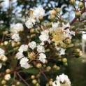 Lagerstroemia 'Natchez' - 2