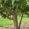 Stewartia Rostrata - 1