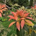 Pieris japonica 'Forest Flame' - 2