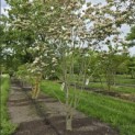 Cornus kousa 'Stellar Pink' - Foto 1