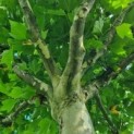 #625 Platanus hispanica Platane