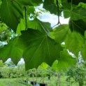 #625 Platanus hispanica Platane