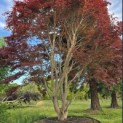 Acer palmatum 'Atropurpureum' - Foto 4