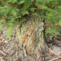 #670 Taxodium distichum 'Peve Minaret' Zwergform Sumpfzypresse