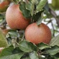Malus domestica 'Rode Boskoop' - Foto 1