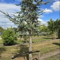 Cedrus libani 'Glauca' - 3