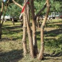 Pinus sylvestris - 5