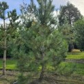 Pinus nigra subsp. Nigra - 1