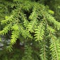 Tsuga canadensis - Foto 1