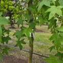 Liquidambar Styraciflua - Foto 1