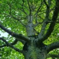 Tilia platyphyllos - Foto 1