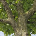 Parrotia persica - 2