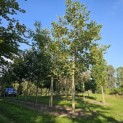 Juglans regia - 4