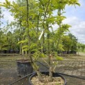 Gleditsia triacanthos ‘Sunburst' - Foto 4