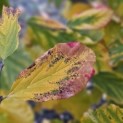 Parrotia persica - impressie herfstkleuren