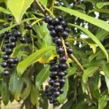 Prunus laurocerasus 'Caucasica' - 4