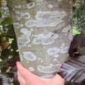 Fagus sylvatica 'Atropunicea' - Afbeelding 987 stam