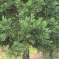 Sequoiadendron giganteum - Foto 1