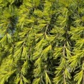 Cedrus deodara 'Aurea' - 5