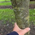 Pyrus communis (handpeer) - Foto 5