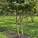 Parrotia persica - 3