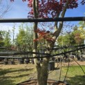 Acer palmatum 'Bloodgood' - 5
