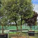 Quercus ilex - Foto 1
