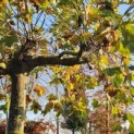 Platanus hispanica - 3