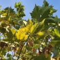 Platanus hispanica - 2